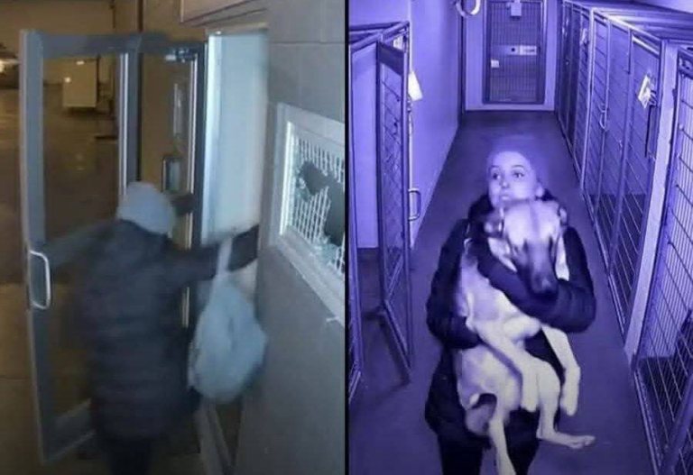 Woman Breaks Into Shelter To Save Dog After Ex Surrenders It To Be ...